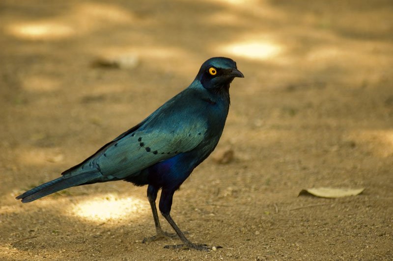 Black Bellied Starling