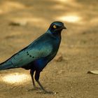 Black Bellied Starling