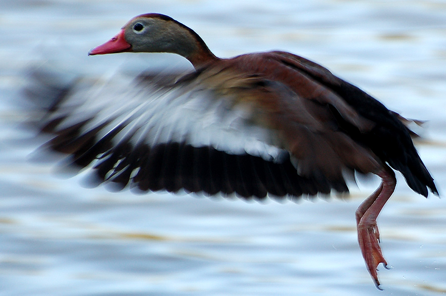 Black-Bellied Whistling Duck (Dendrocygna autumnalis) ...