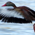 Black-Bellied Whistling Duck (Dendrocygna autumnalis) ...