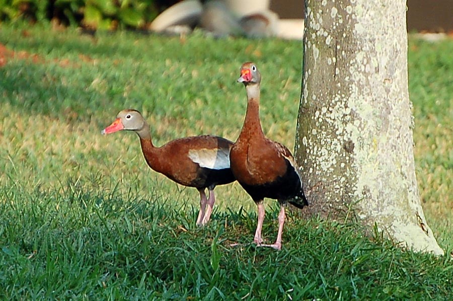 Black-Bellied Whistling Duck (Dendrocygna autumnalis) ...