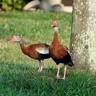 Black-Bellied Whistling Duck (Dendrocygna autumnalis) ...