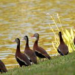 Black-Bellied Whistling Duck (Dendrocygna autumnalis)