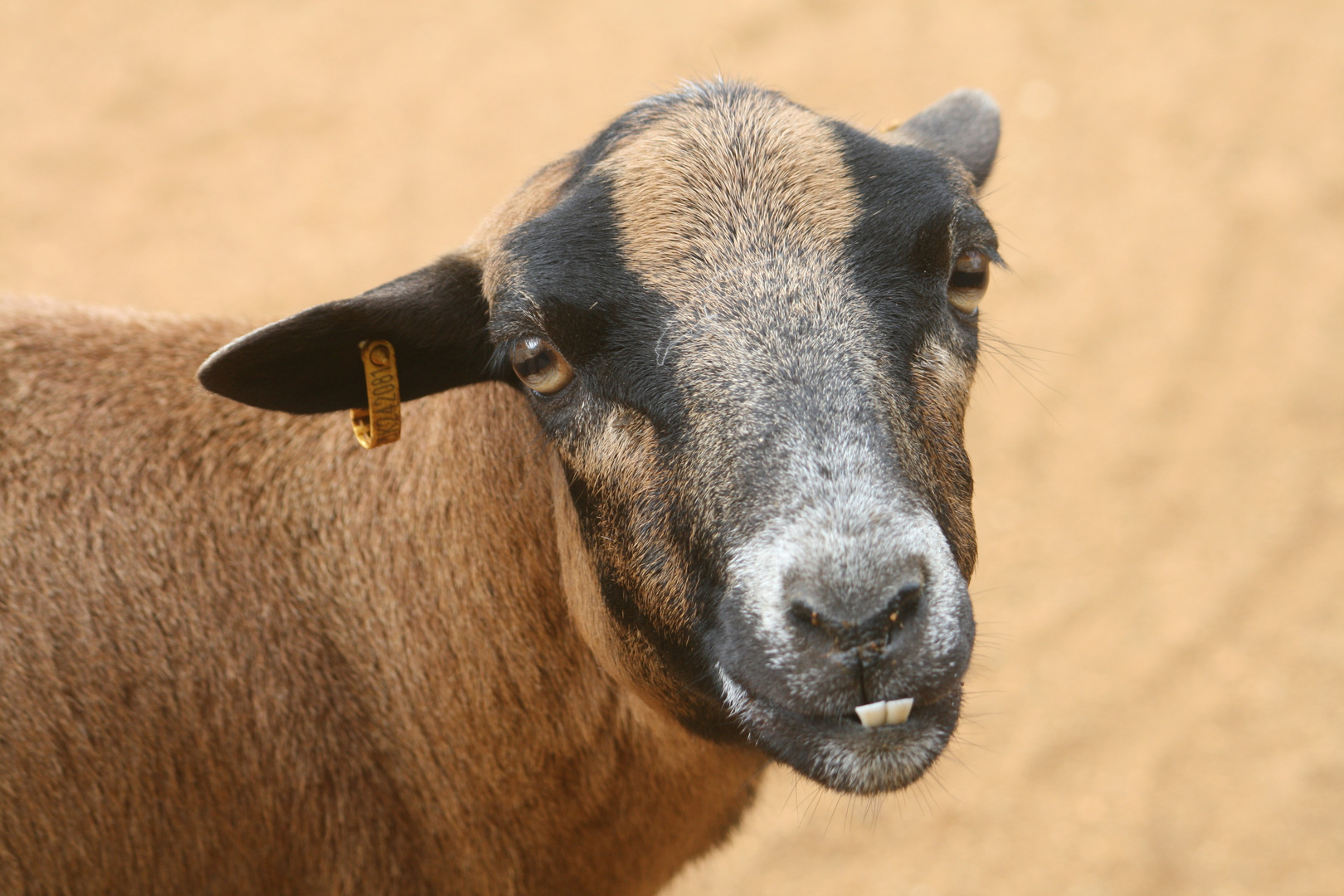 Black Belly Sheep - Colcehster Zoo