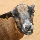 Black Belly Sheep - Colcehster Zoo