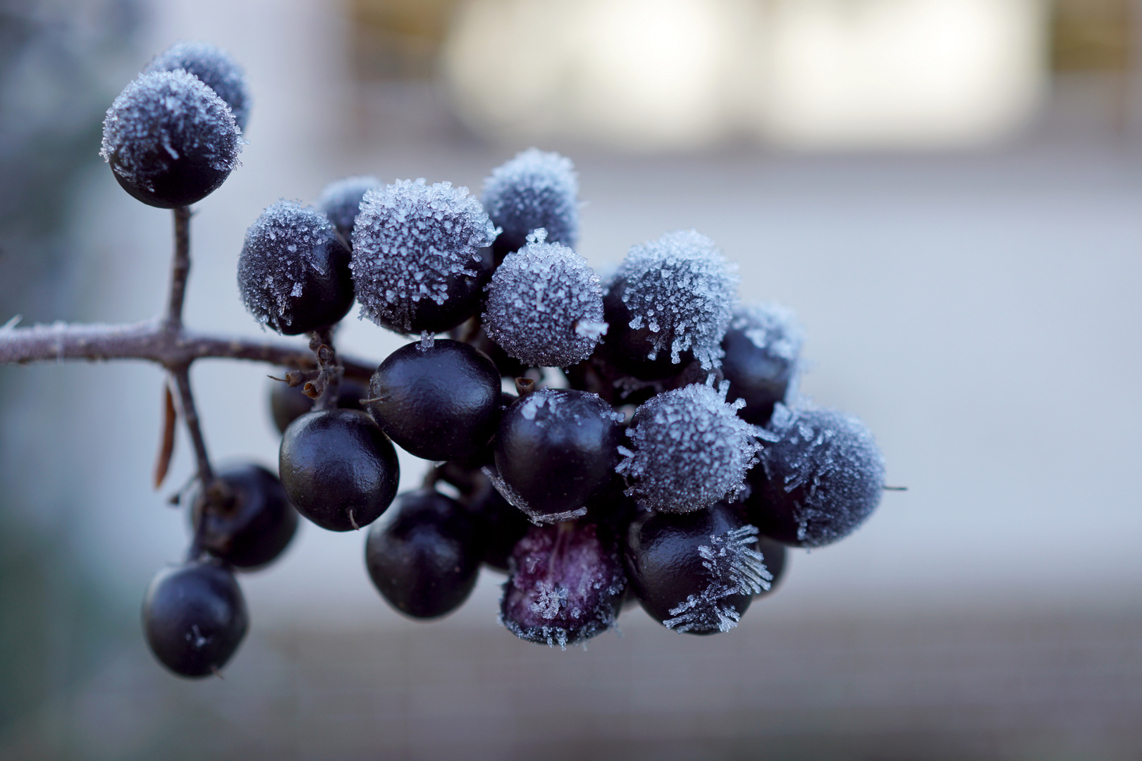 black berries