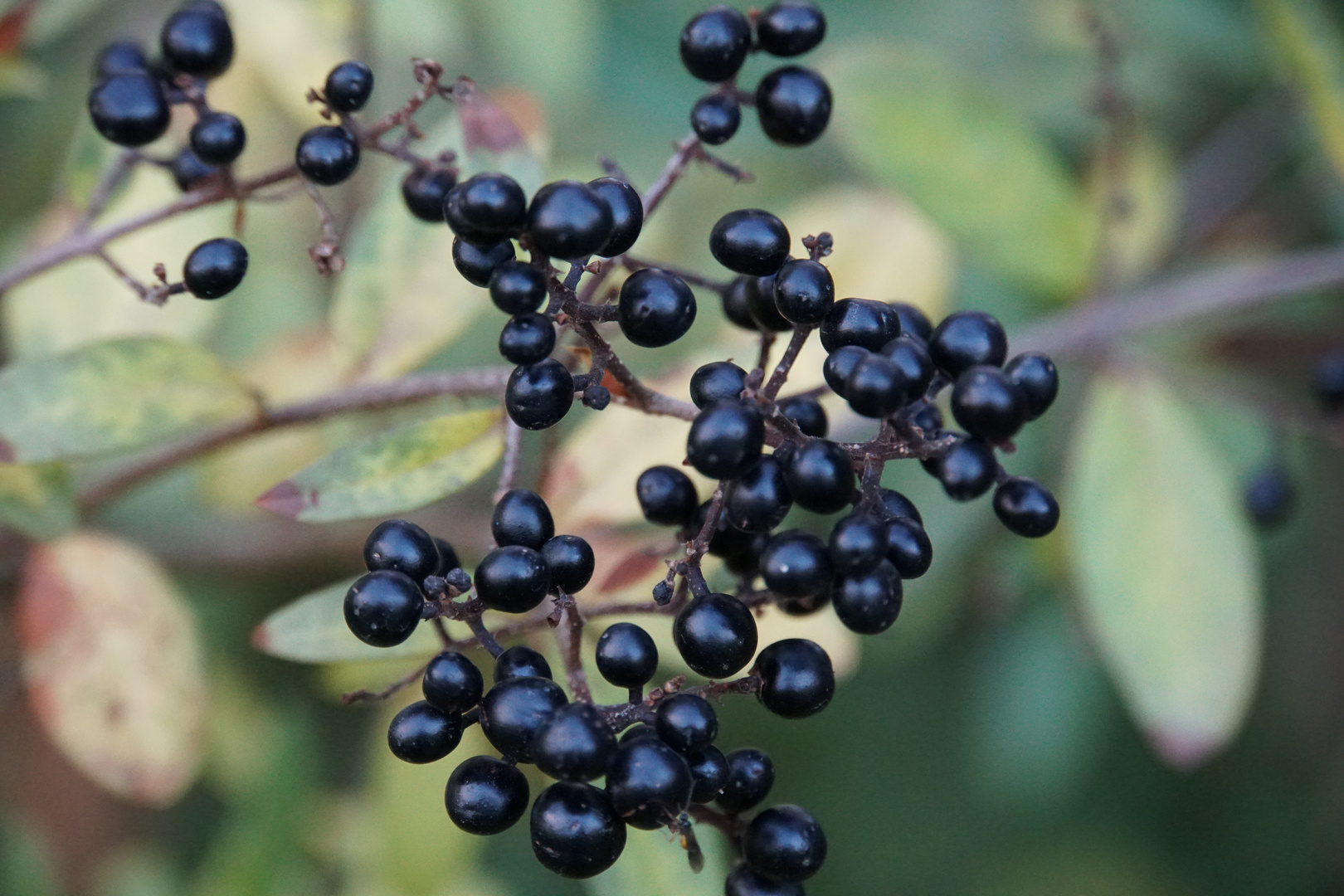 black berries