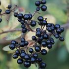 black berries