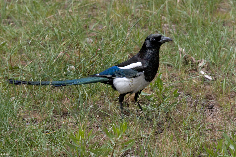 Black billed Magpie