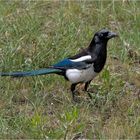 Black billed Magpie