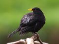 Black-Bird von Fons van Swaal