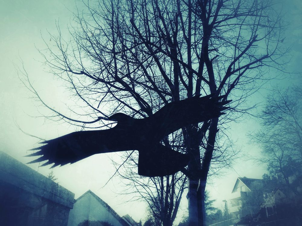 Black bird ;-)