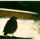 Black Bird singing in the dead of night....second version