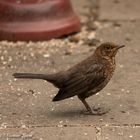 Black Bird (turdus merula)