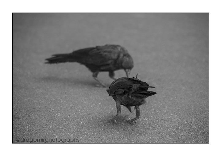 Black Birds 3