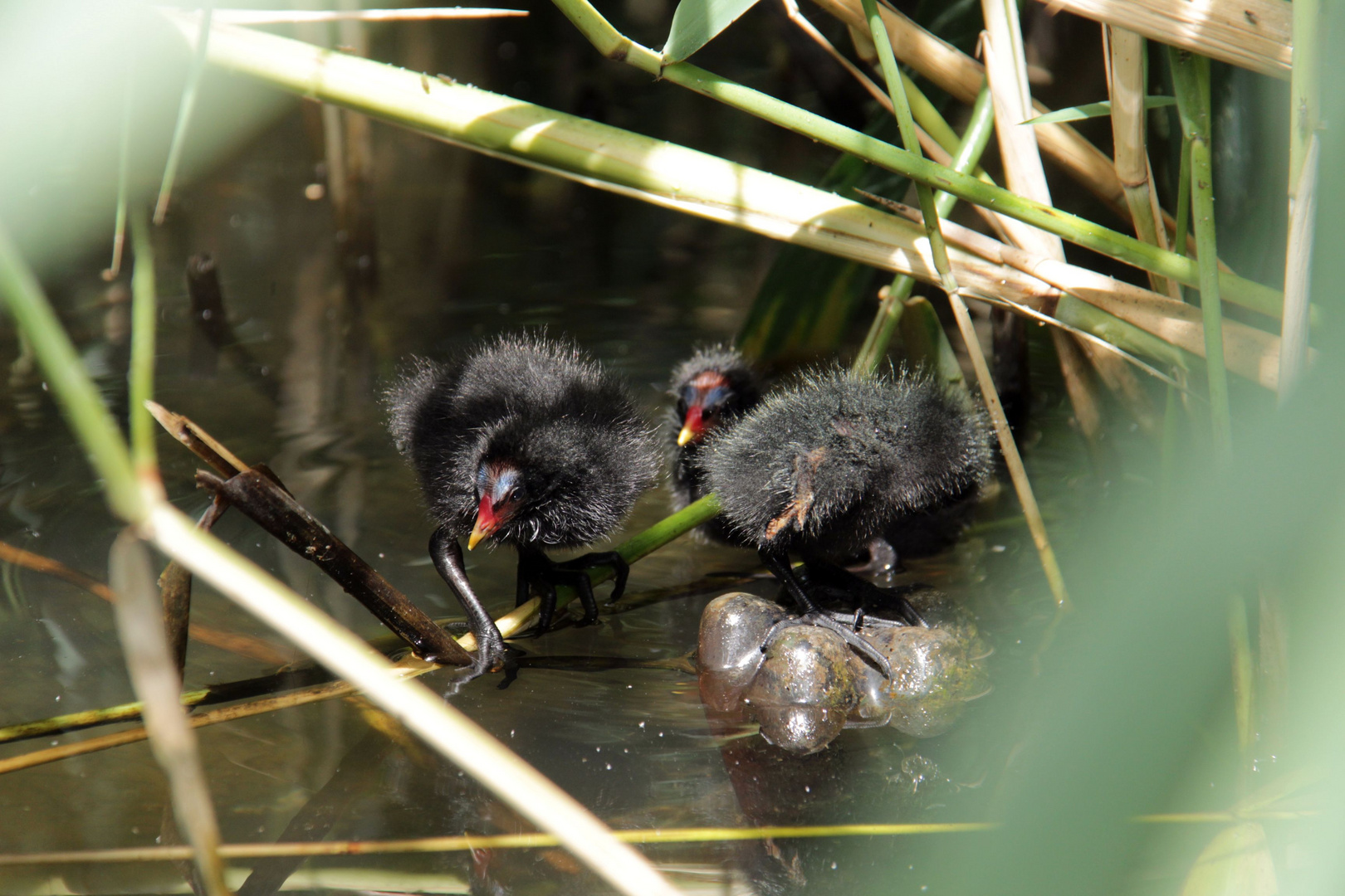 Black Birds