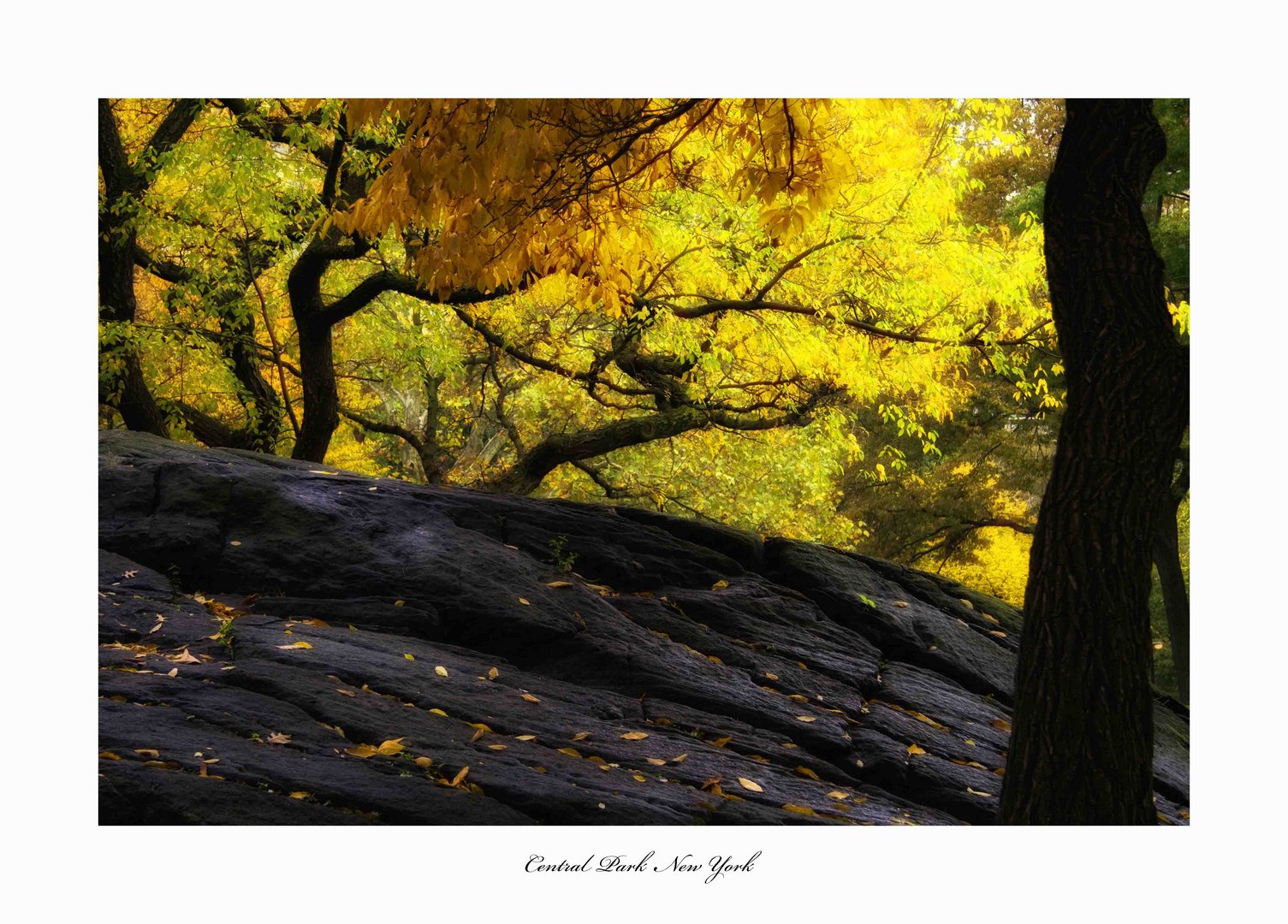 black boulder - yellow  tree