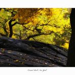 black boulder - yellow  tree