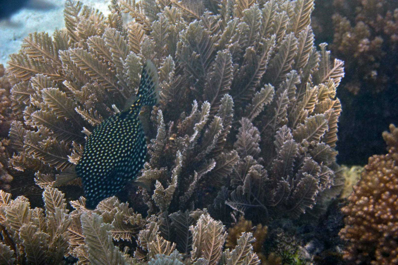 black boxfish