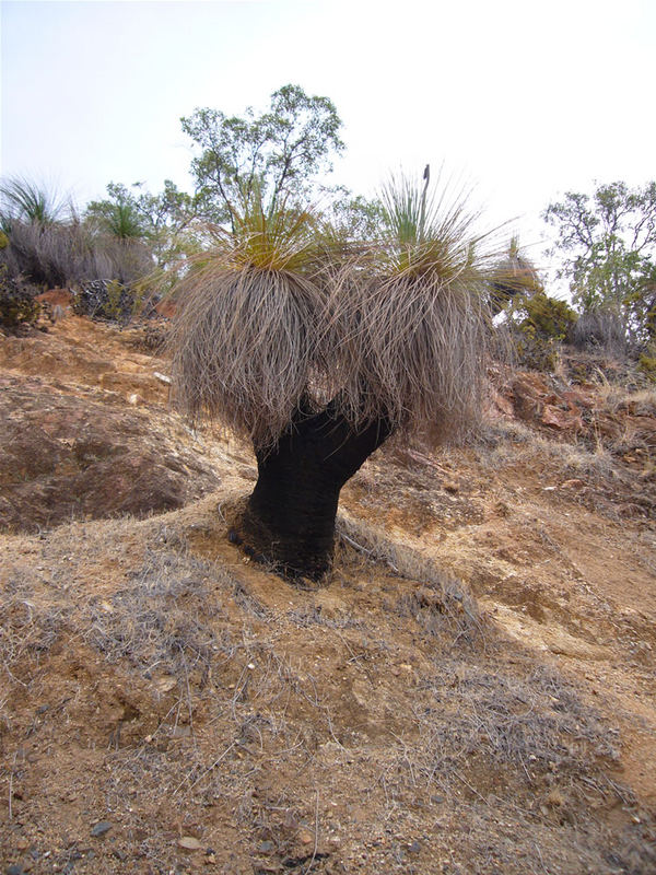 "Black Boy" Grass Tree