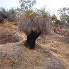 "Black Boy" Grass Tree