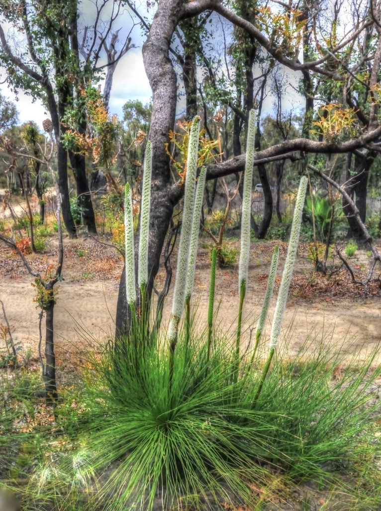 BLACK BOYS, GRASS TREES, OR XANTHA-!?