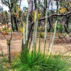 BLACK BOYS, GRASS TREES, OR XANTHA-!?