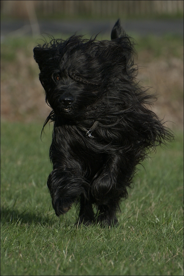 black briard