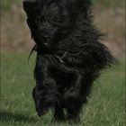 black briard