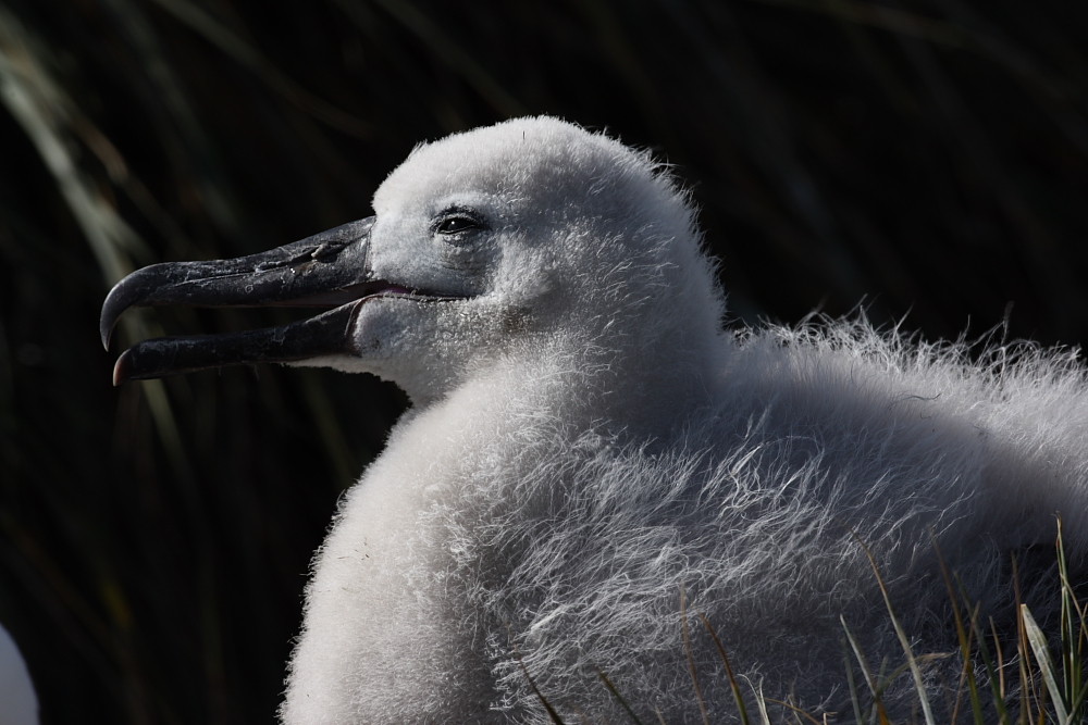 Black-Browed Albatross, chick, Falkland Island 2009