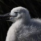 Black-Browed Albatross, chick, Falkland Island 2009