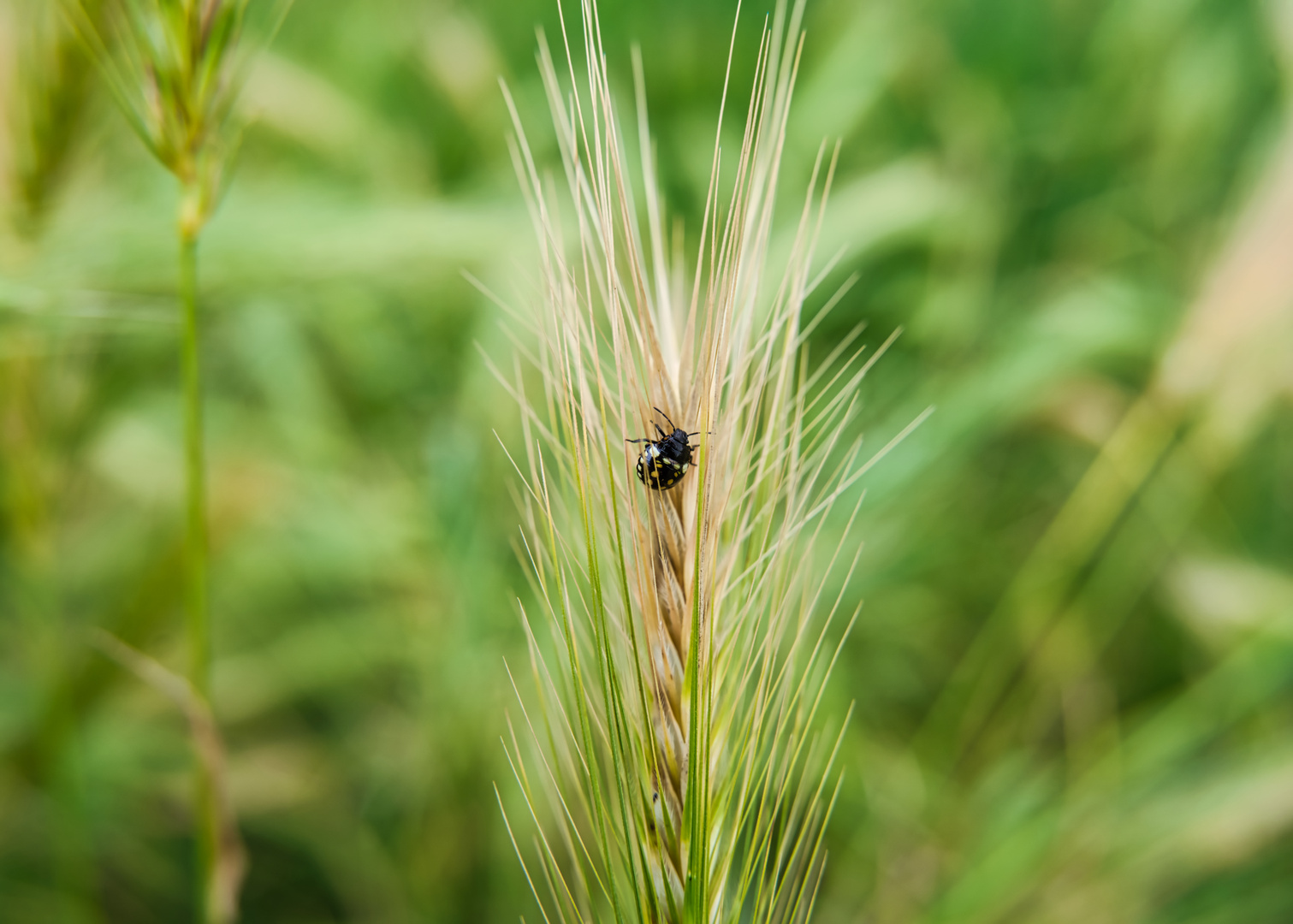 Black Bug