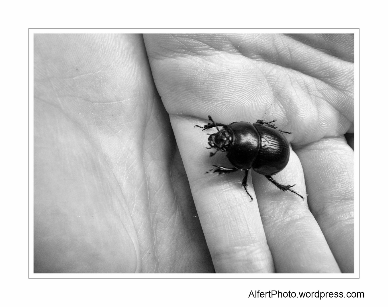 Black Bug