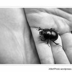 Black Bug