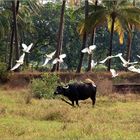 black bull and white birds