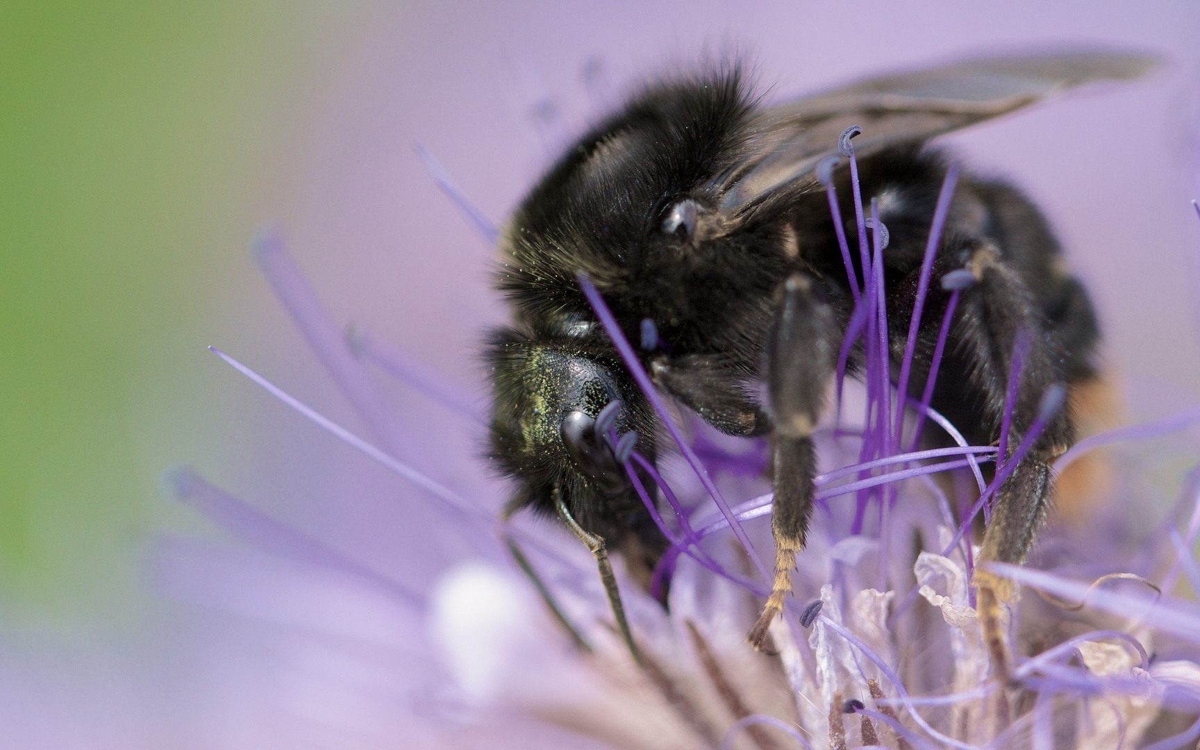 black bumblebee