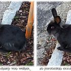 Black Bunny 3D