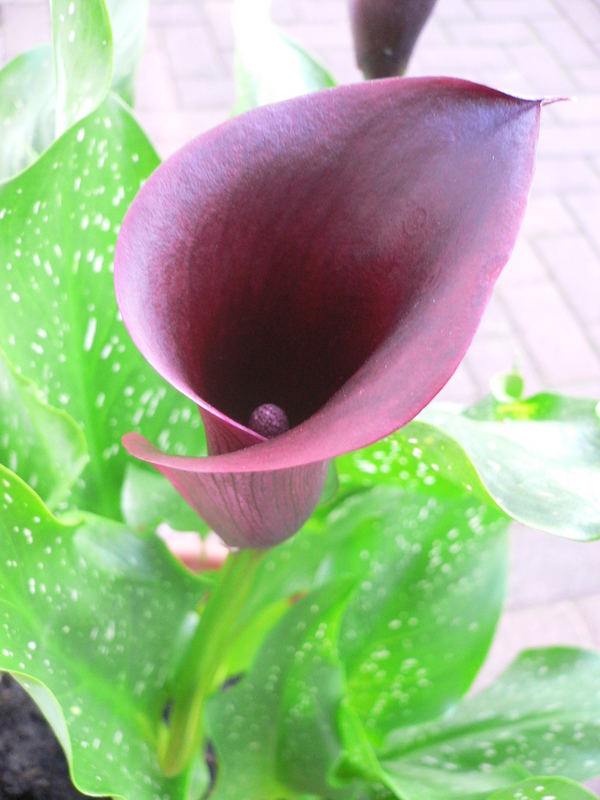 Black Calla