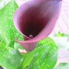 Black Calla