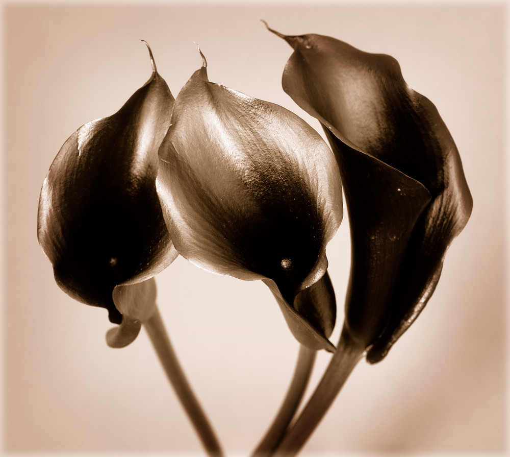 Black Calla Lyrical