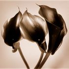 Black Calla Lyrical