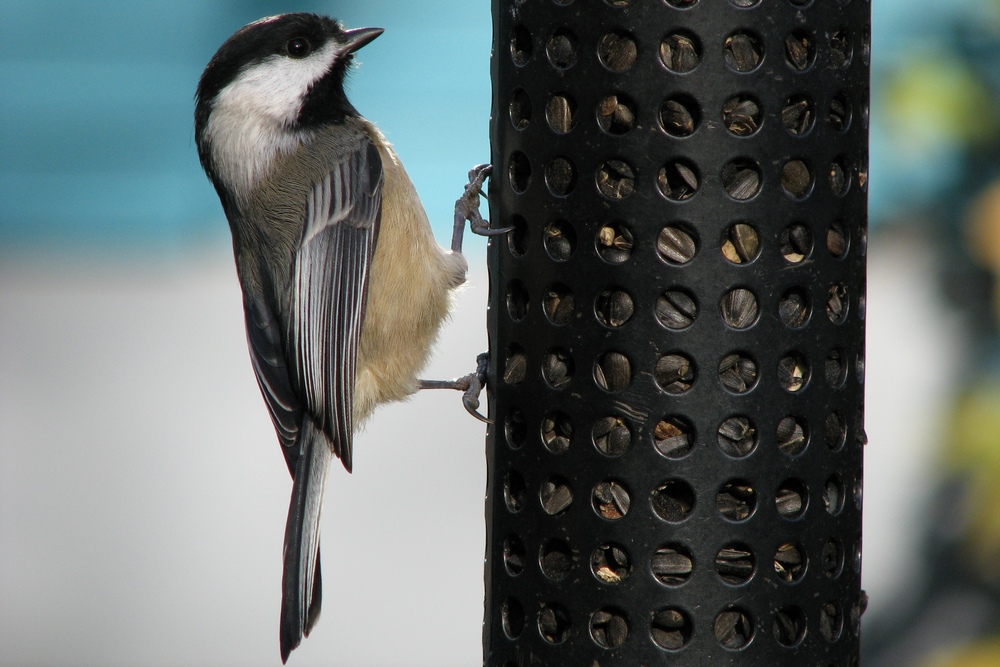 Black-capped Chickadee