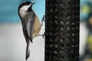 Black-capped Chickadee von Adele D. Oliver