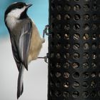 Black-capped Chickadee