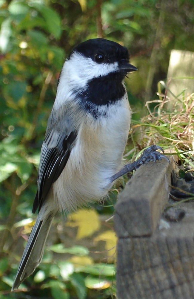 Black Capped Chickadee