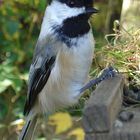 Black Capped Chickadee