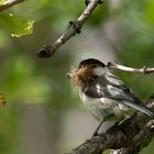 Black-capped Chickadee (Poecile atricapillus)