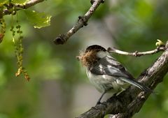 Black-capped Chickadee (Poecile atricapillus)