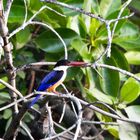 black-capped kingfisher