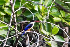 black-capped kingfisher